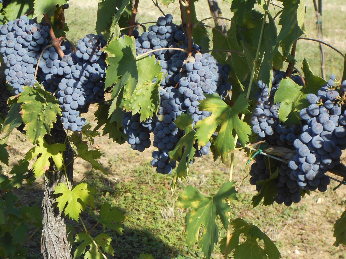 Agriturismo Circugnano Grassina Eksteriør bilde